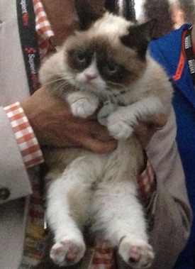 https://upload.wikimedia.org/wikipedia/commons/8/82/Grumpy_Cat_SXSW_2013_uncropped.jpg