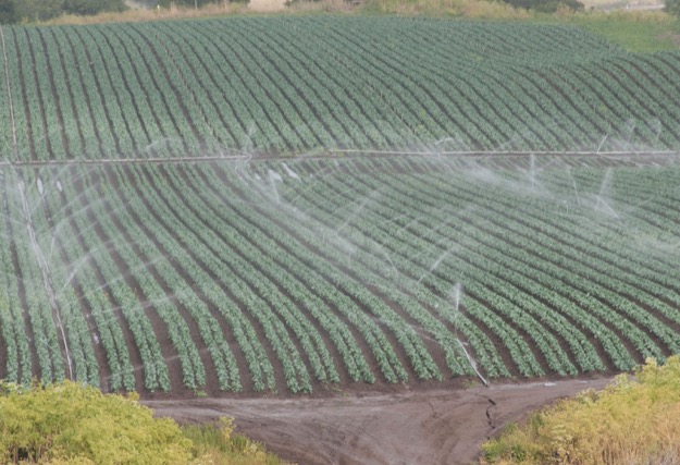 Salinas valley field