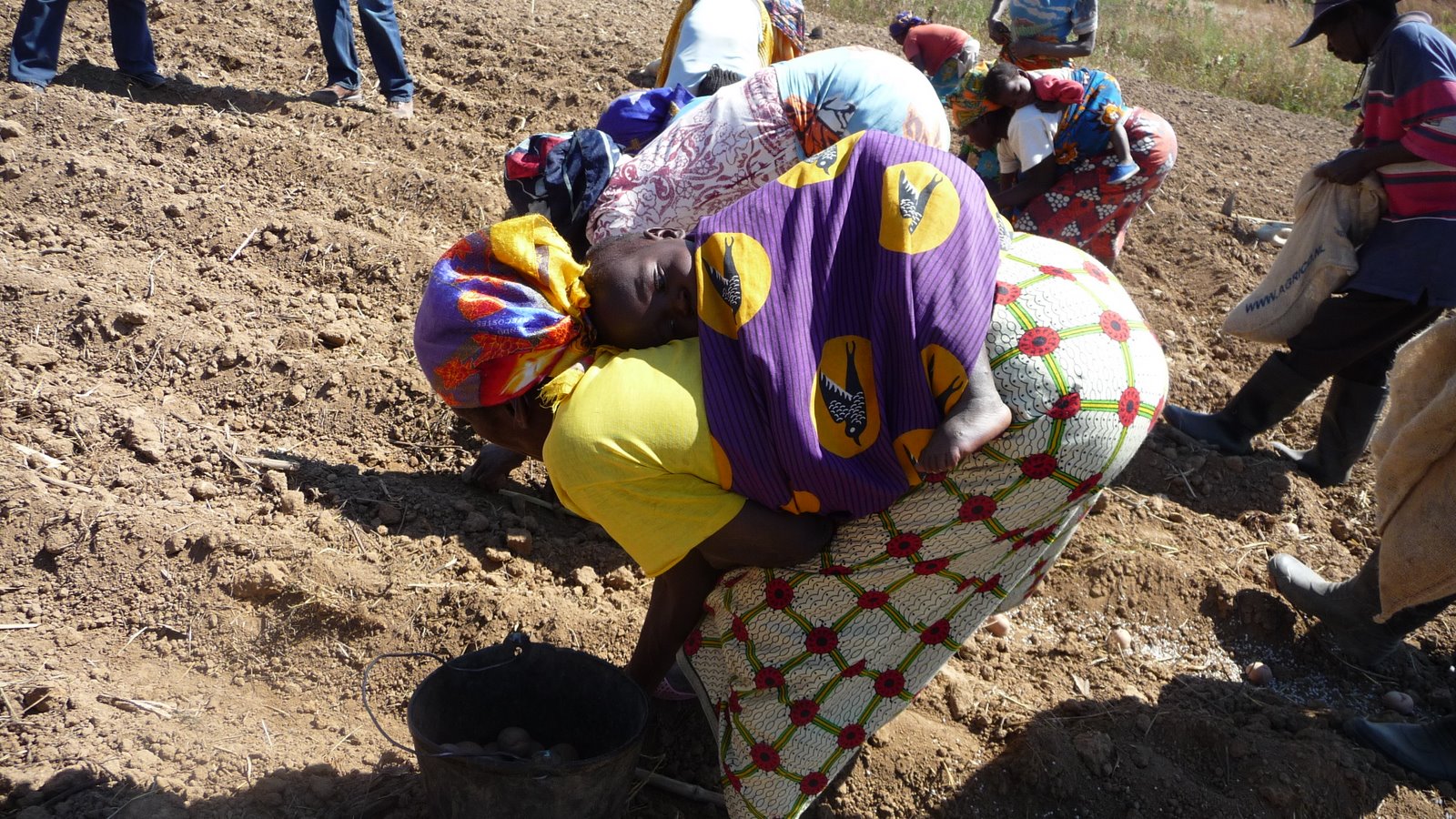 Planting Rotary-provided seed, a woman works with her baby on her back, a common sight in Huambo, Angola